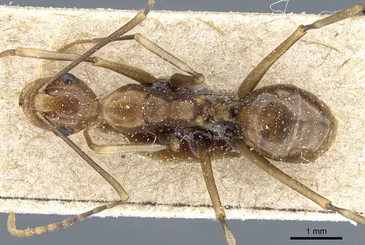 Polyrhachis schang specimen CASENT0905556 image casent0905556_1