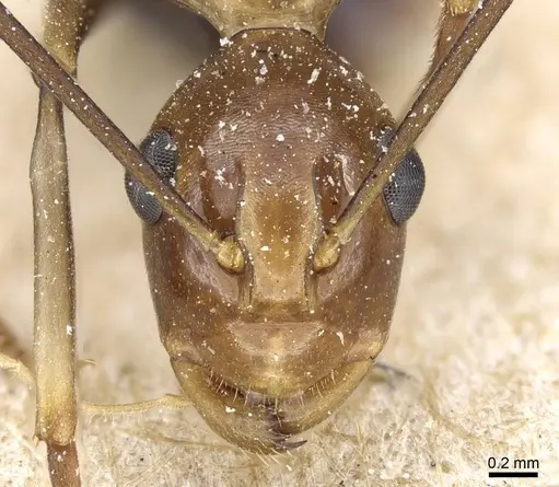 Polyrhachis schang specimen CASENT0905556 image casent0905556_2