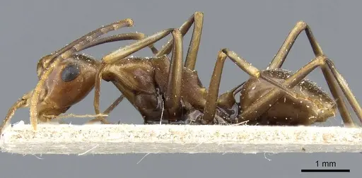 Polyrhachis schang specimen CASENT0905556 image casent0905556_3