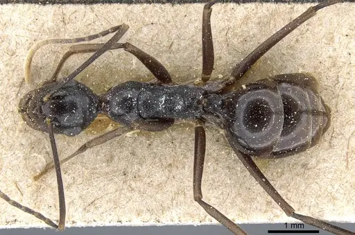 Polyrhachis schang specimen CASENT0905812 image casent0905812_1