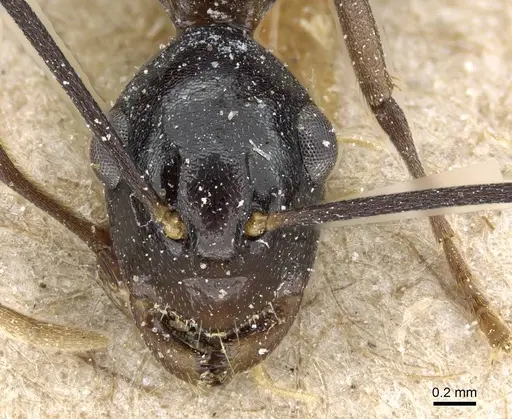Polyrhachis schang specimen CASENT0905812 image casent0905812_2