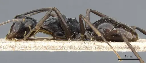 Polyrhachis schang specimen CASENT0905812 image casent0905812_3
