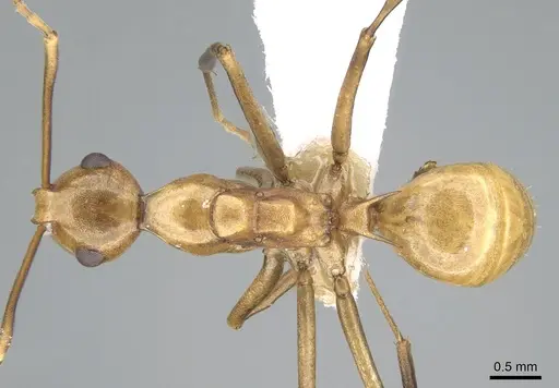 Polyrhachis schang specimen CASENT0906575 image casent0906575_1