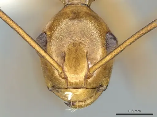 Polyrhachis schang specimen CASENT0906575 image casent0906575_2