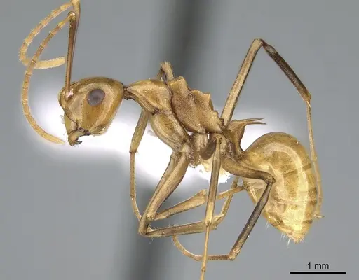 Polyrhachis schang specimen CASENT0906575 image casent0906575_3