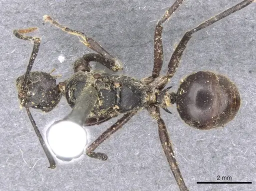 Polyrhachis schang specimen CASENT0910786 image casent0910786_1