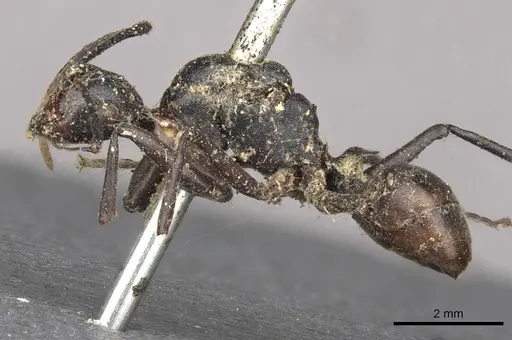 Polyrhachis schang specimen CASENT0910786 image casent0910786_3