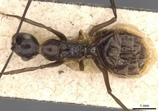 Polyrhachis schang specimen CASENT0910787 image casent0910787_1