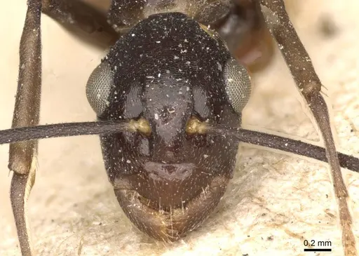 Polyrhachis schang specimen CASENT0910787 image casent0910787_2