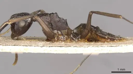 Polyrhachis schang specimen CASENT0910787 image casent0910787_3