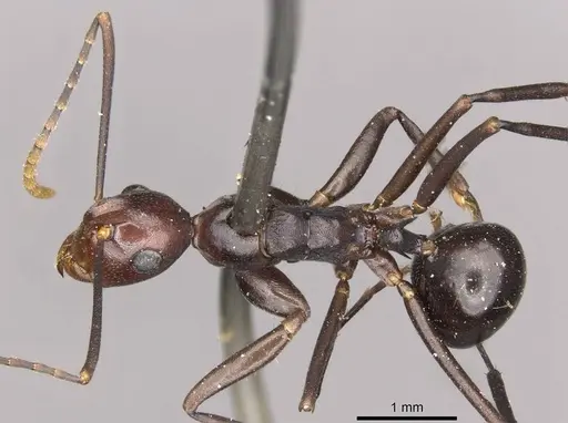 Polyrhachis schang specimen CASENT0910789 image casent0910789_1