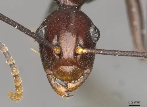 Polyrhachis schang specimen CASENT0910789 image casent0910789_2