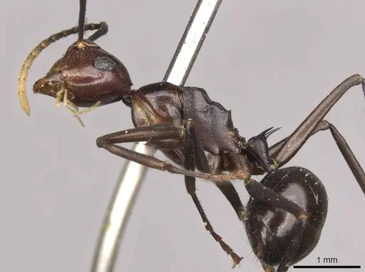 Polyrhachis schang specimen CASENT0910789 image casent0910789_3