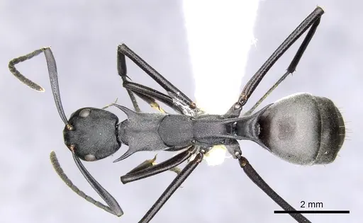 Polyrhachis schellerichae specimen CASENT0903372 image casent0903372_1