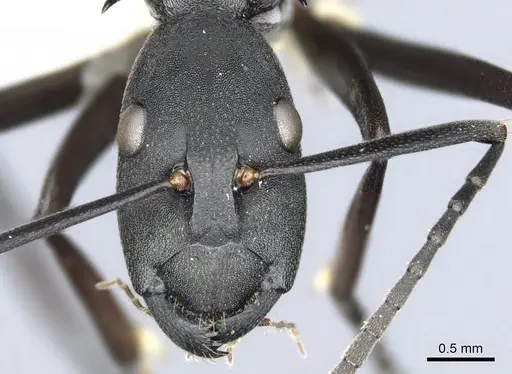 Polyrhachis schellerichae specimen CASENT0903372 image casent0903372_2