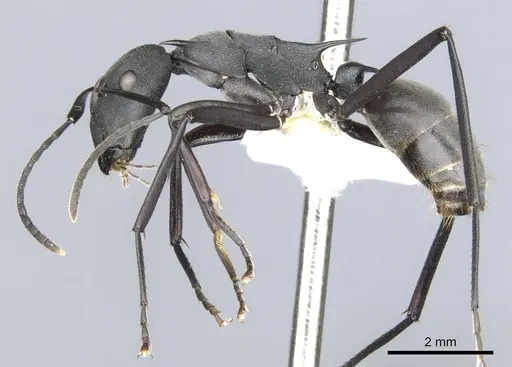 Polyrhachis schellerichae specimen CASENT0903372 image casent0903372_3