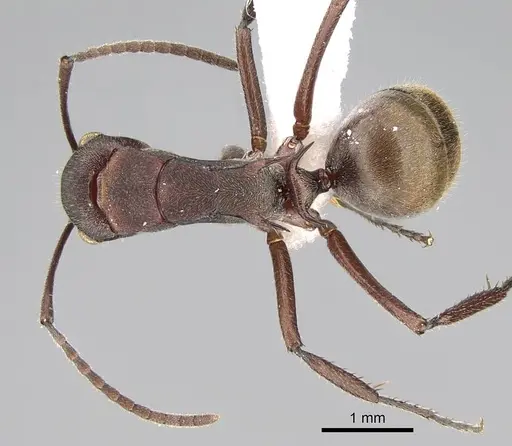 Polyrhachis schenckii specimen CASENT0740820 image casent0740820_1