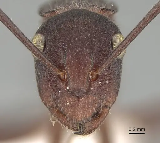 Polyrhachis schenckii specimen CASENT0740820 image casent0740820_2