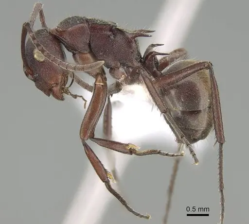 Polyrhachis schenckii specimen CASENT0740820 image casent0740820_3