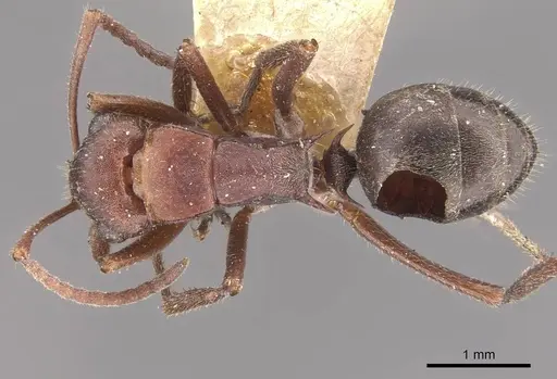 Polyrhachis schenckii specimen CASENT0910807 image casent0910807_1
