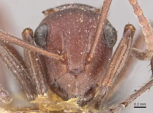 Polyrhachis schenckii specimen CASENT0910807 image casent0910807_2