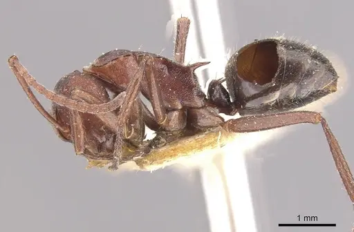 Polyrhachis schenckii specimen CASENT0910807 image casent0910807_3