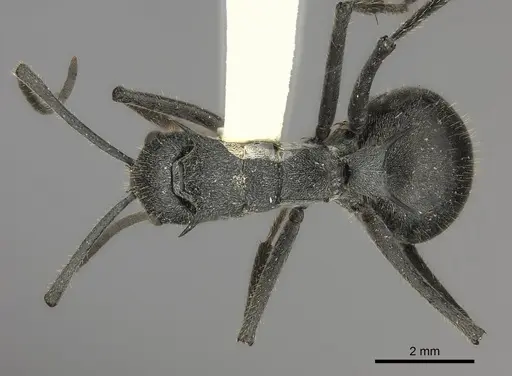 Polyrhachis schistacea specimen CASENT0217799 image casent0217799_1