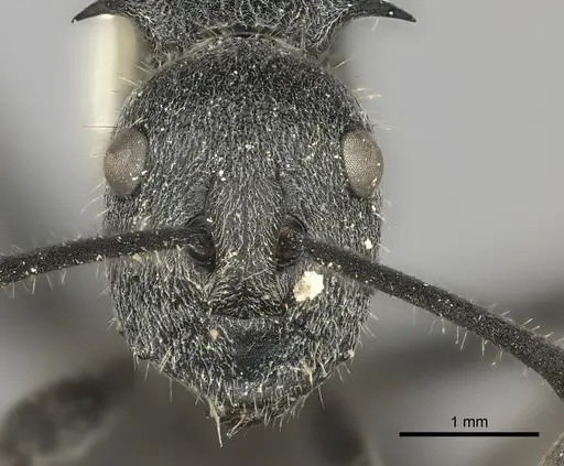 Polyrhachis schistacea specimen CASENT0217799 image casent0217799_2