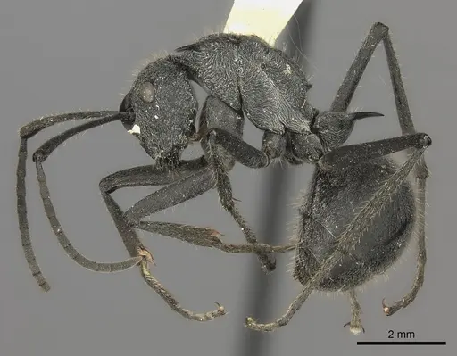 Polyrhachis schistacea specimen CASENT0217799 image casent0217799_3