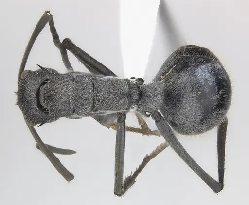 Polyrhachis schistacea specimen CASENT0227567 image casent0227567_1