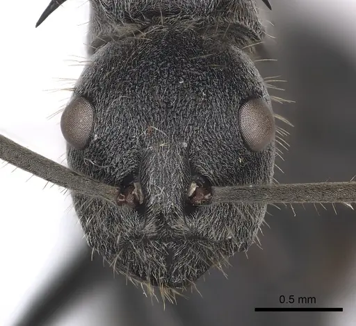 Polyrhachis schistacea specimen CASENT0227567 image casent0227567_2