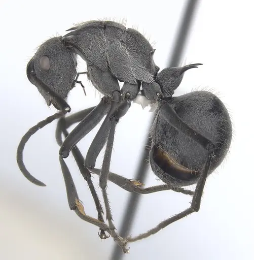 Polyrhachis schistacea specimen CASENT0227567 image casent0227567_3