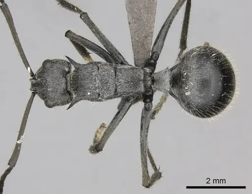 Polyrhachis schistacea specimen CASENT0235677 image casent0235677_1
