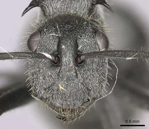 Polyrhachis schistacea specimen CASENT0235677 image casent0235677_2