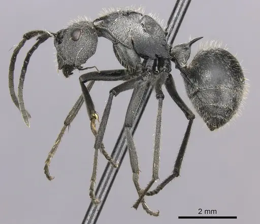 Polyrhachis schistacea specimen CASENT0235677 image casent0235677_3