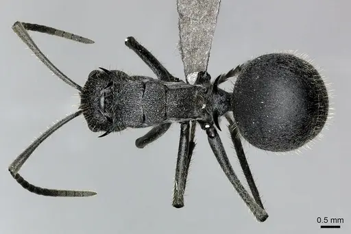 Polyrhachis schistacea specimen CASENT0235991 image casent0235991_1