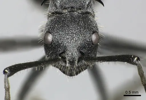 Polyrhachis schistacea specimen CASENT0235991 image casent0235991_2