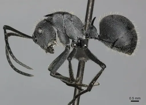 Polyrhachis schistacea specimen CASENT0235991 image casent0235991_3