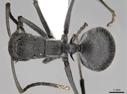 Polyrhachis schistacea specimen CASENT0281451 image casent0281451_1