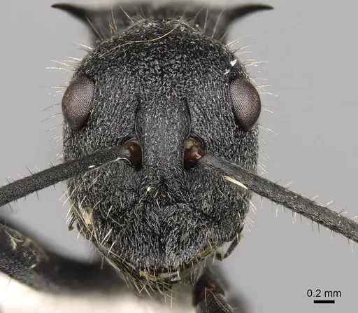 Polyrhachis schistacea specimen CASENT0281451 image casent0281451_2