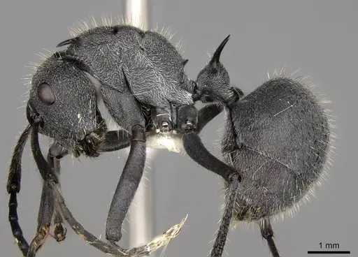 Polyrhachis schistacea specimen CASENT0281451 image casent0281451_3