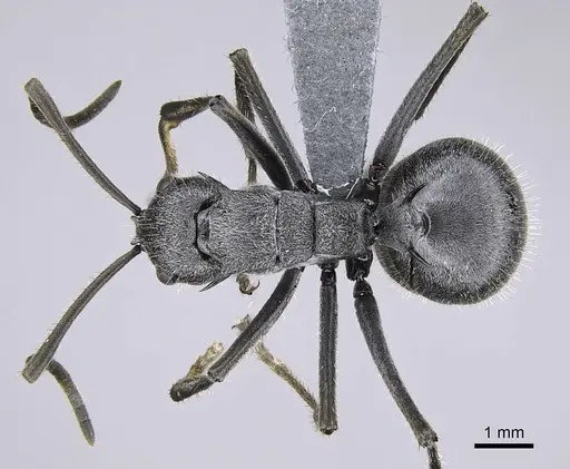 Polyrhachis schistacea specimen CASENT0785930 image casent0785930_1