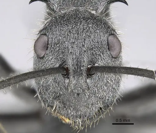 Polyrhachis schistacea specimen CASENT0785930 image casent0785930_2
