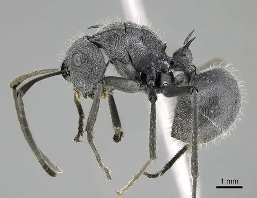 Polyrhachis schistacea specimen CASENT0785930 image casent0785930_4