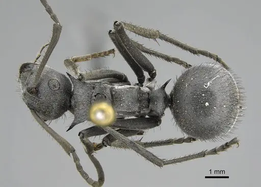 Polyrhachis schistacea specimen CASENT0797836 image casent0797836_1