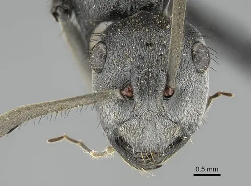 Polyrhachis schistacea specimen CASENT0797836 image casent0797836_2