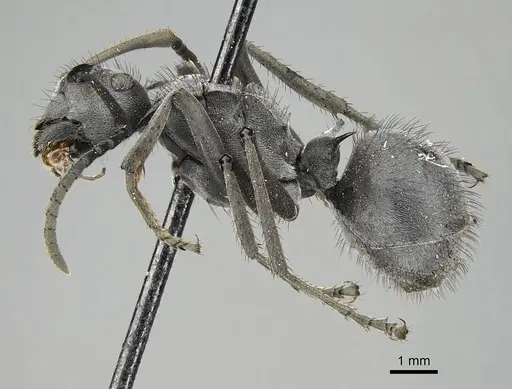 Polyrhachis schistacea specimen CASENT0797836 image casent0797836_3