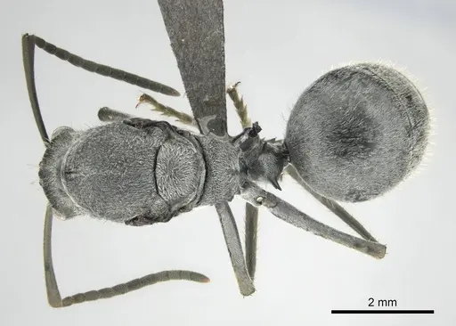 Polyrhachis schistacea specimen CASENT0815049 image casent0815049_1
