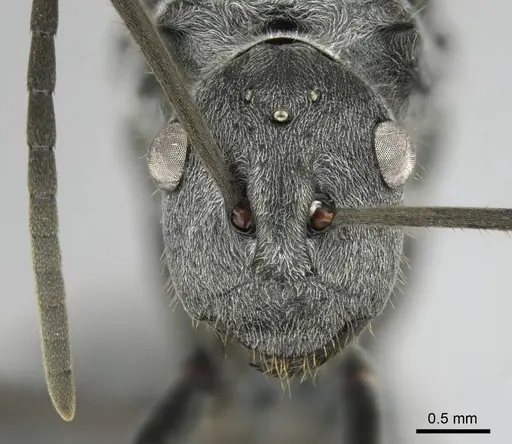 Polyrhachis schistacea specimen CASENT0815049 image casent0815049_2