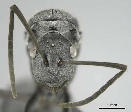 Polyrhachis schistacea specimen CASENT0815049 image casent0815049_3
